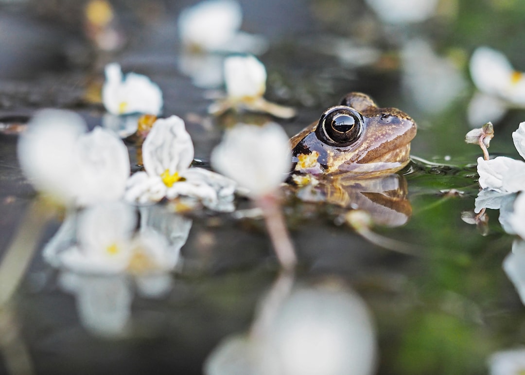 Super Frog: The Ultimate Amphibious Hero